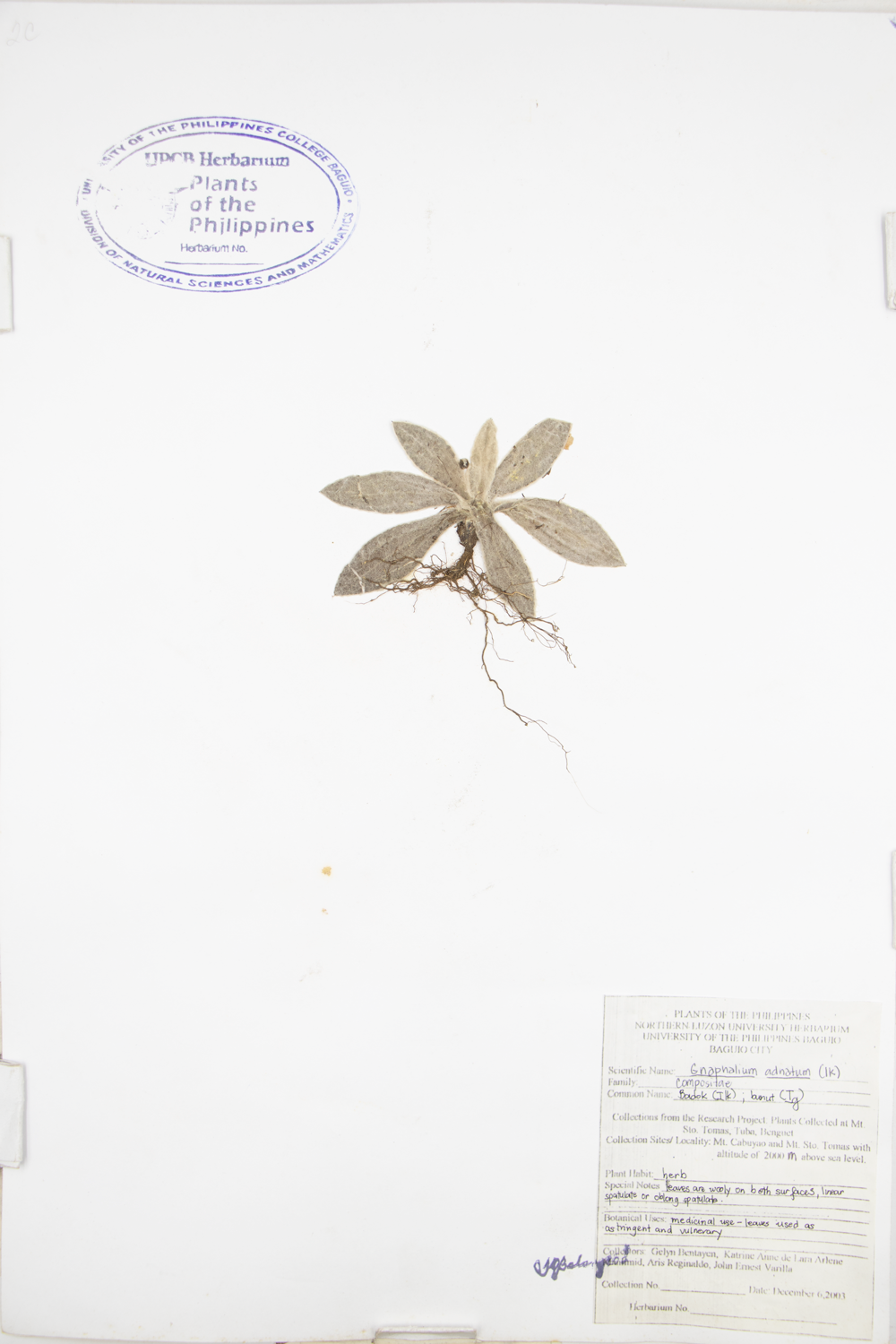 Image of Asteraceae Gnaphalium adnatum