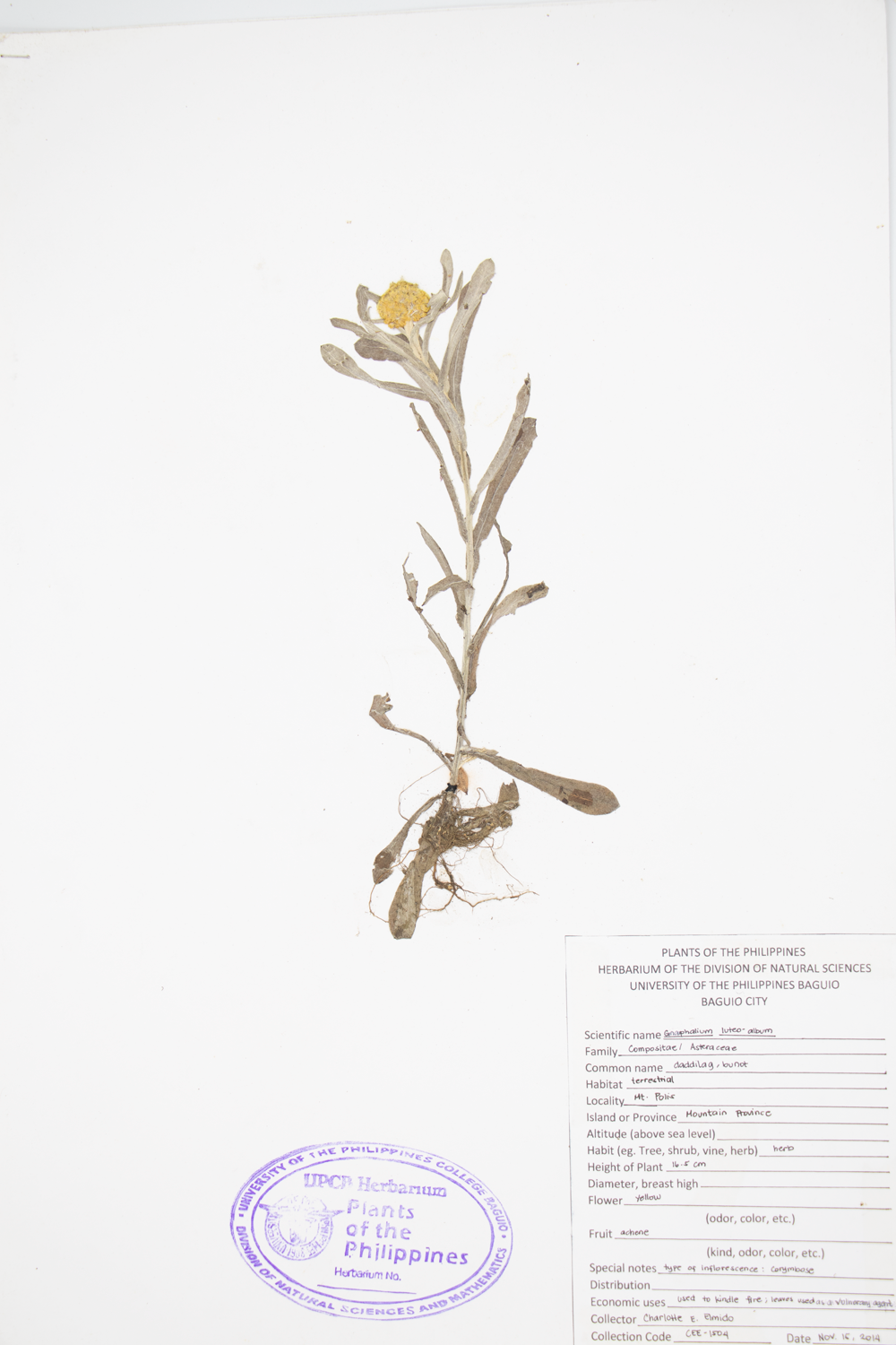 Image of Asteraceae Laphangium luteoalbum