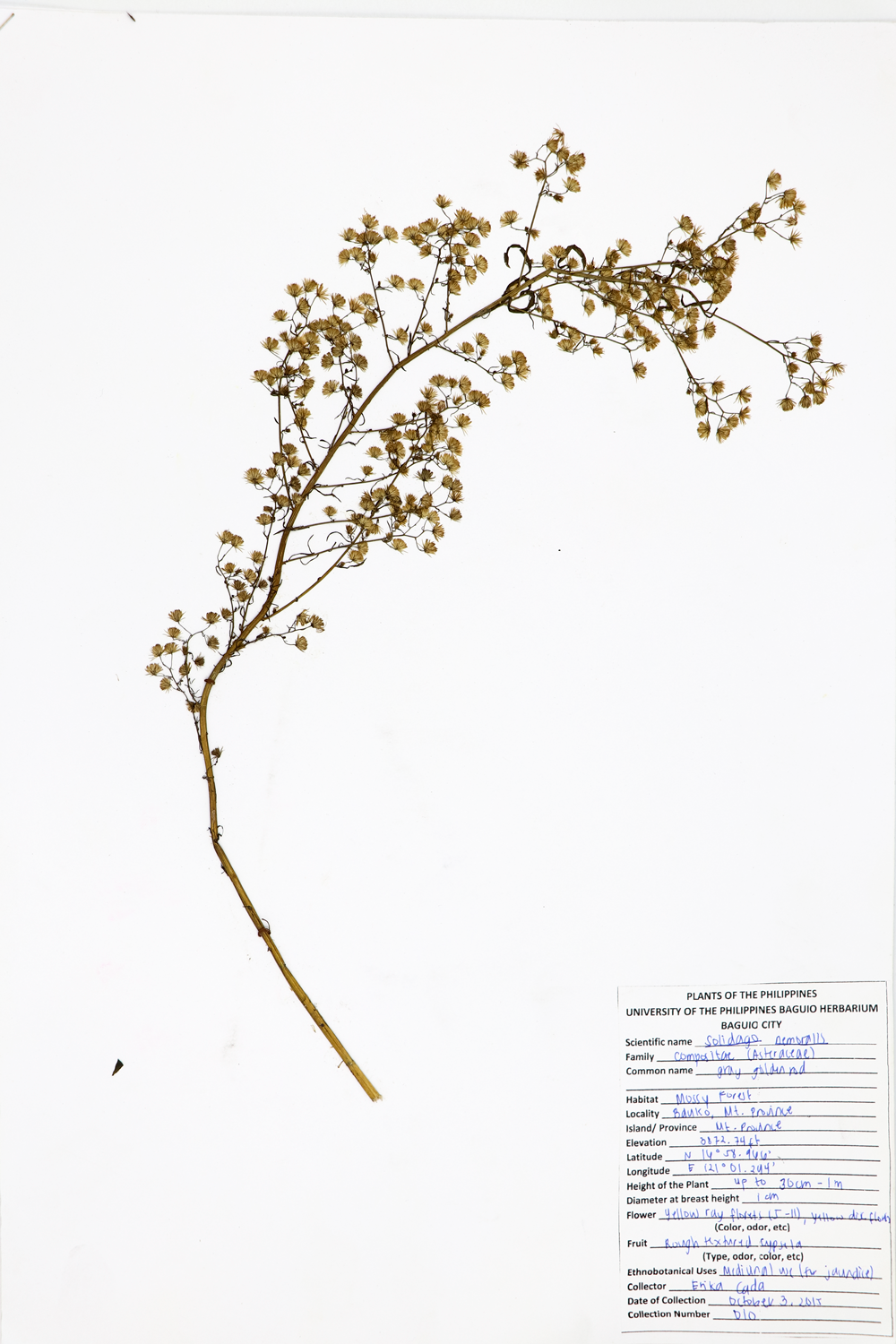 Image of Asteraceae Solidago nemoralis