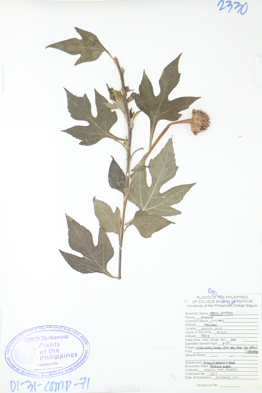 Image of Asteraceae Tithonia diversifolia