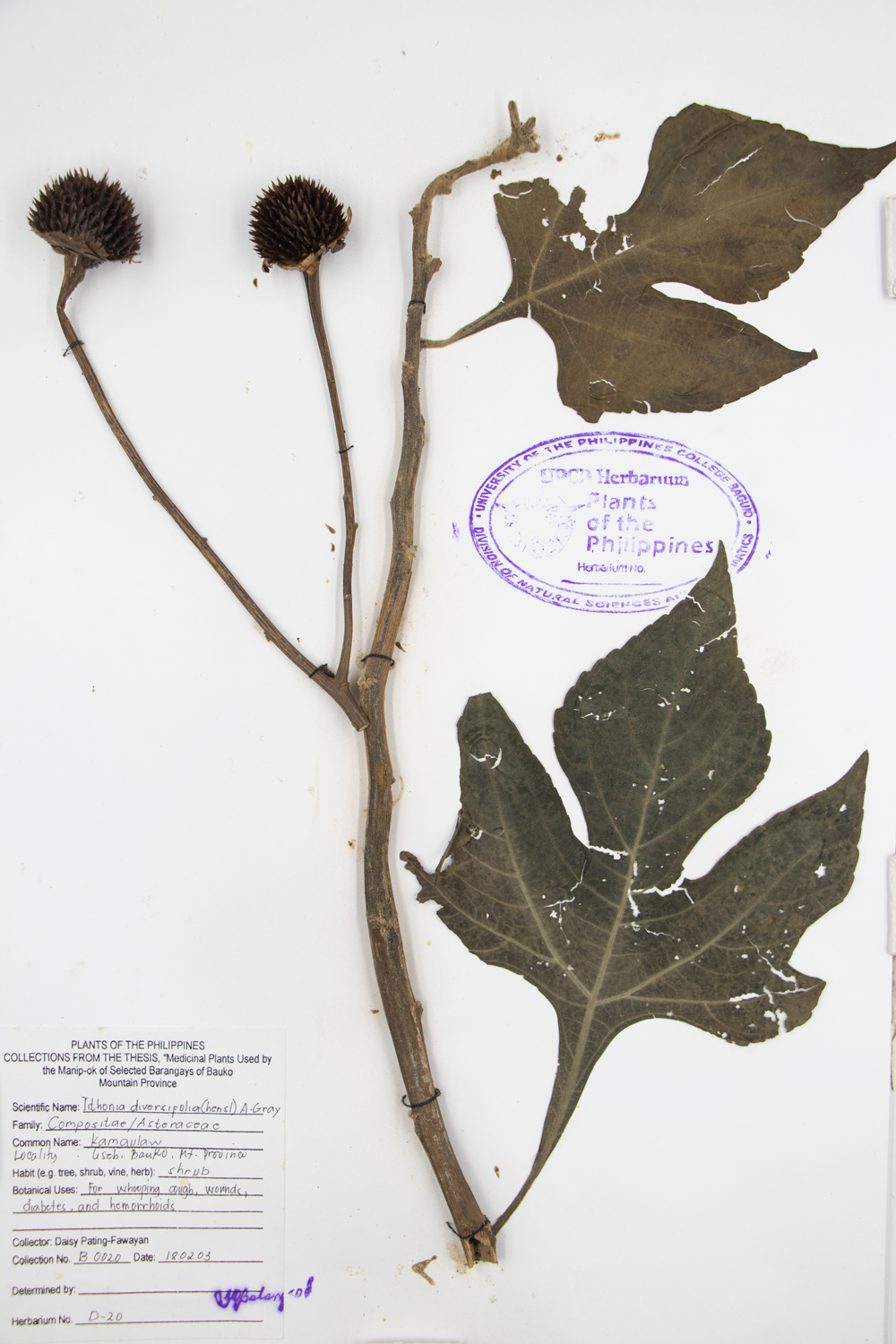 Image of Asteraceae Tithonia diversifolia