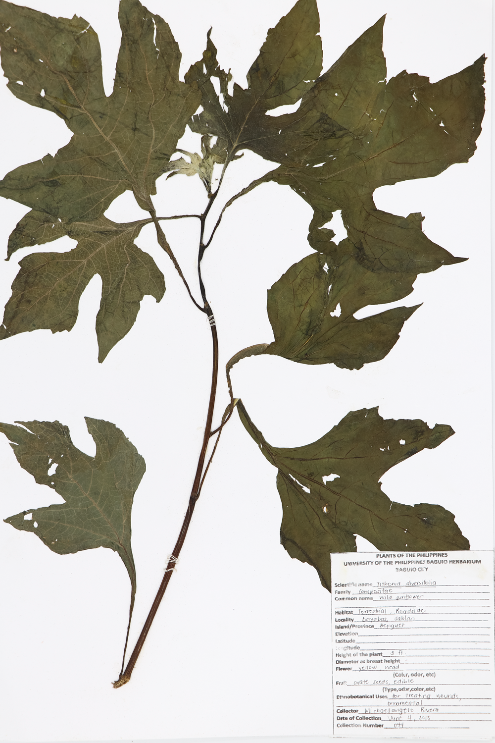 Image of Asteraceae Tithonia diversifolia