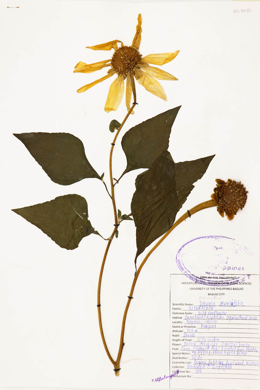 Image of Asteraceae Tithonia diversifolia