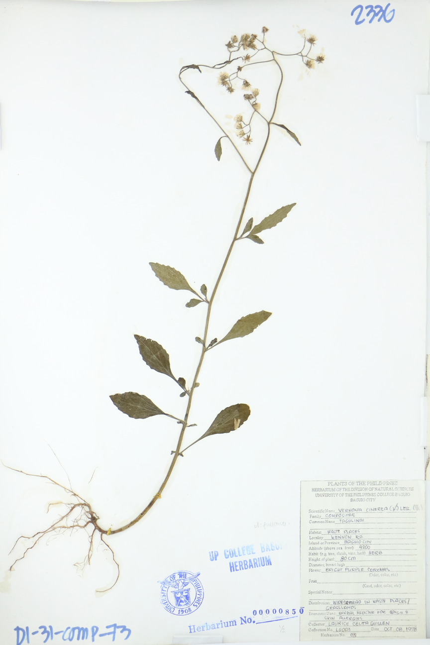 Image of Asteraceae Cyanthillium cinereum