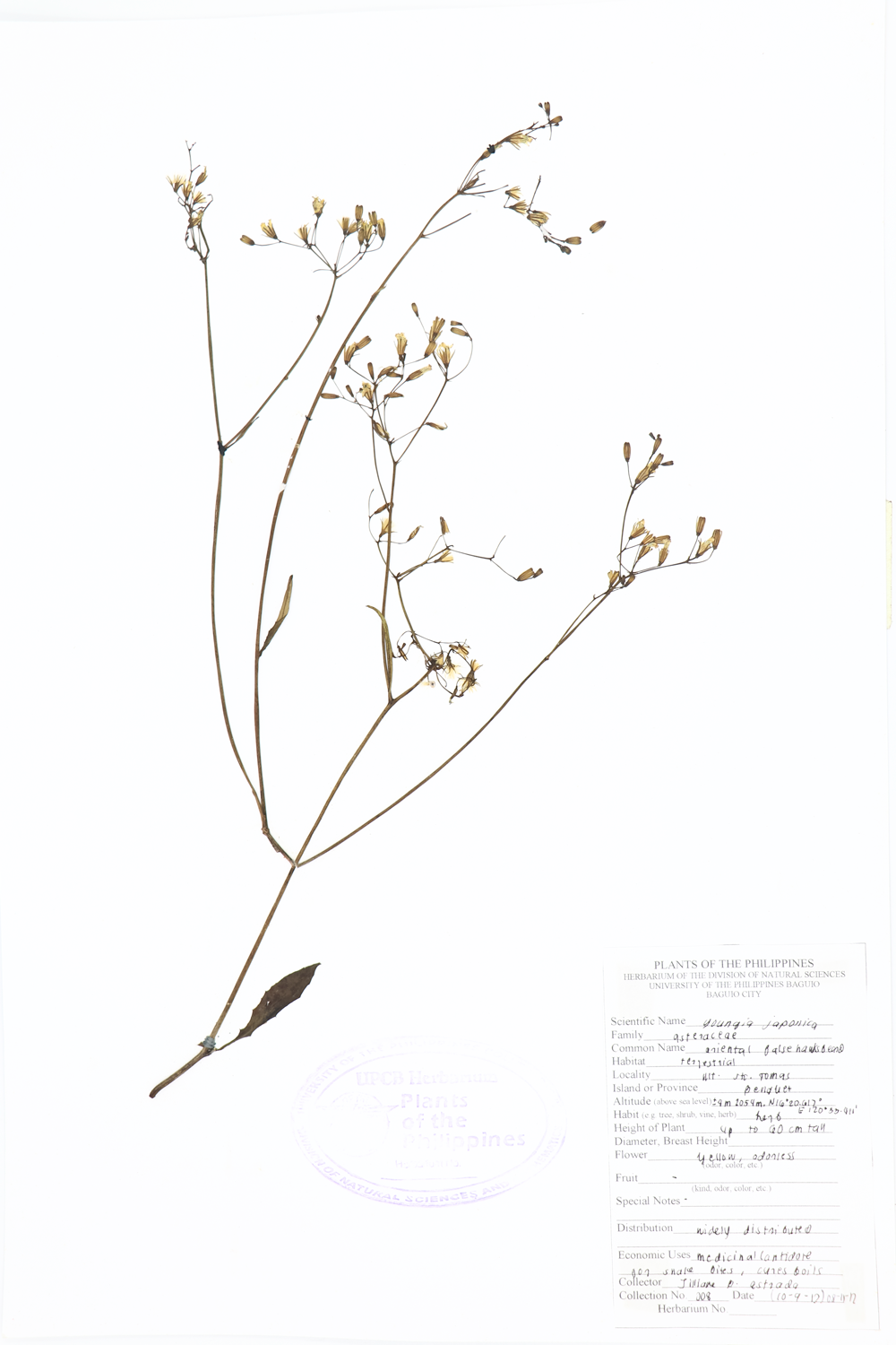 Image of Asteraceae Youngia japonica