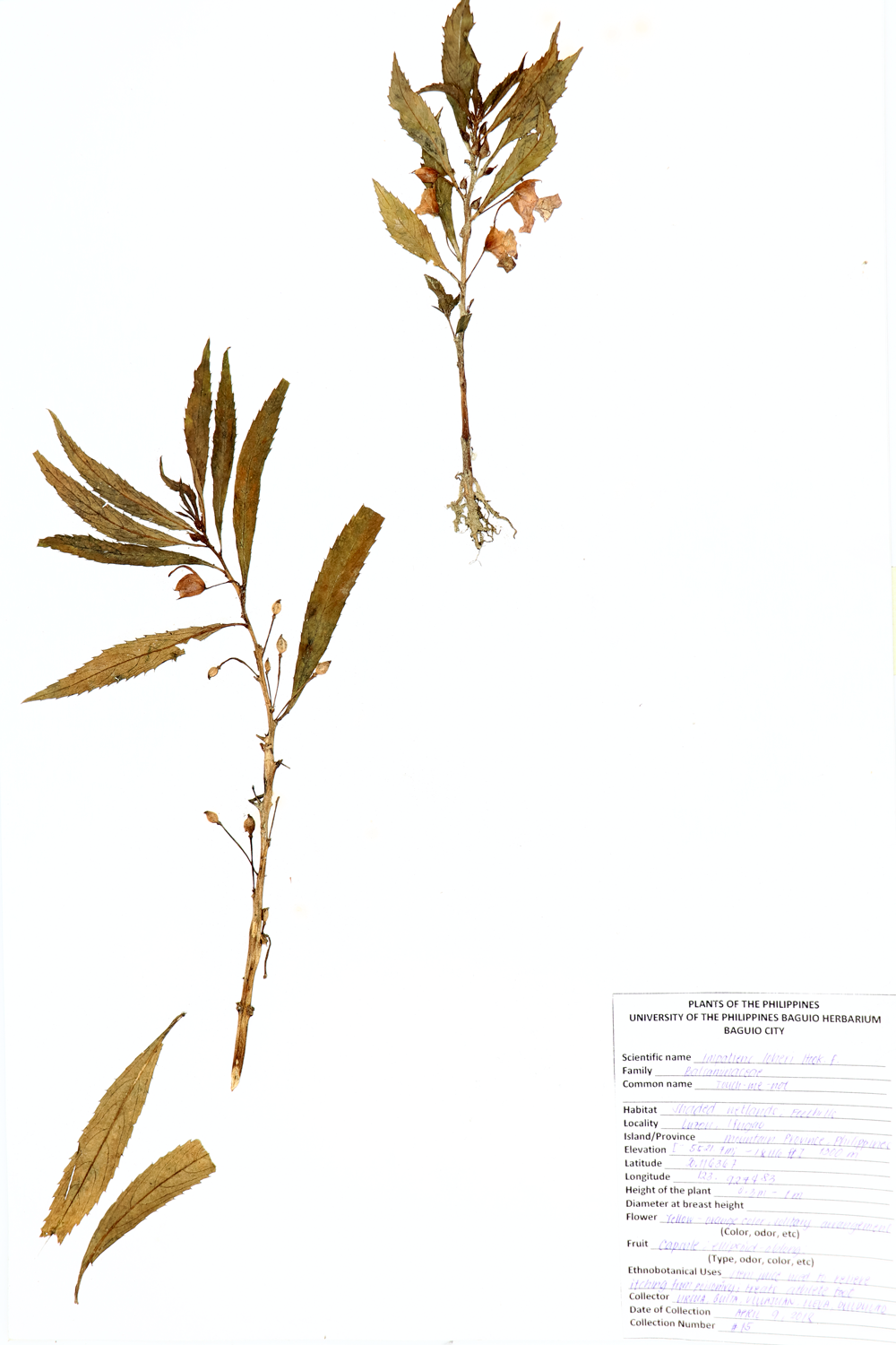 Image of Balsaminaceae Impatiens loheri