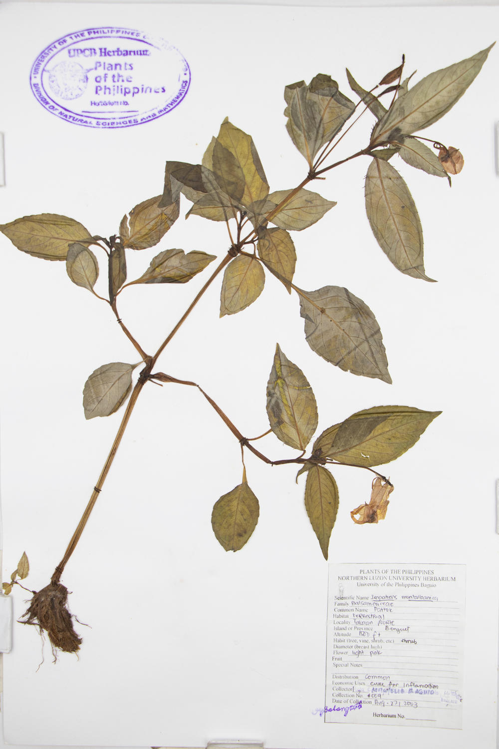 Image of Balsaminaceae Impatiens montalbanica