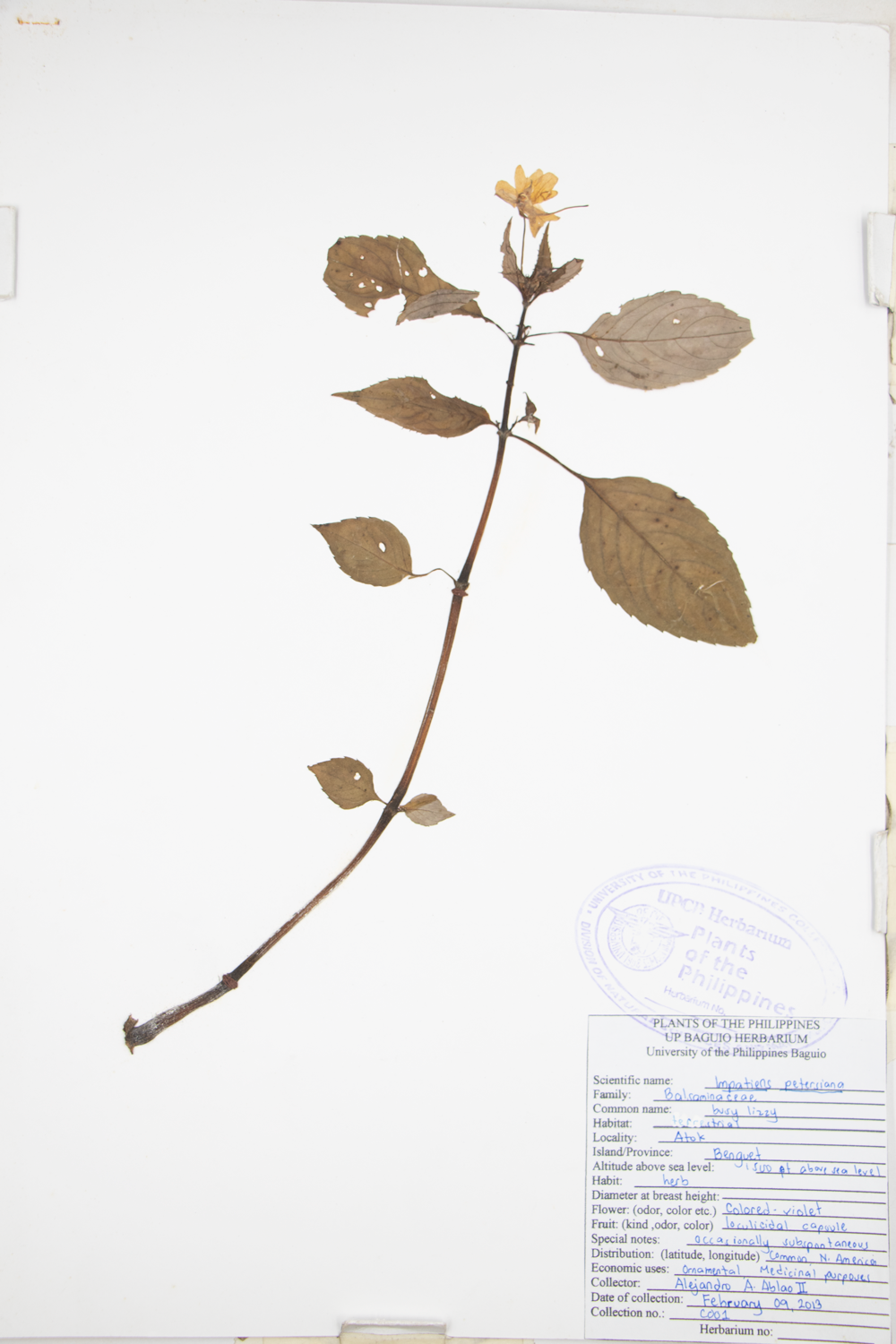 Image of Balsaminaceae Impatiens walleriana