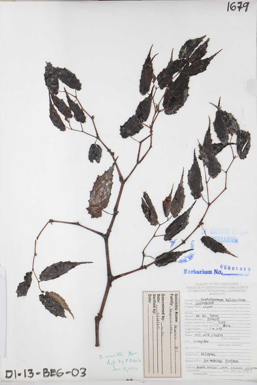 Image of Begoniaceae Begonia merrittii