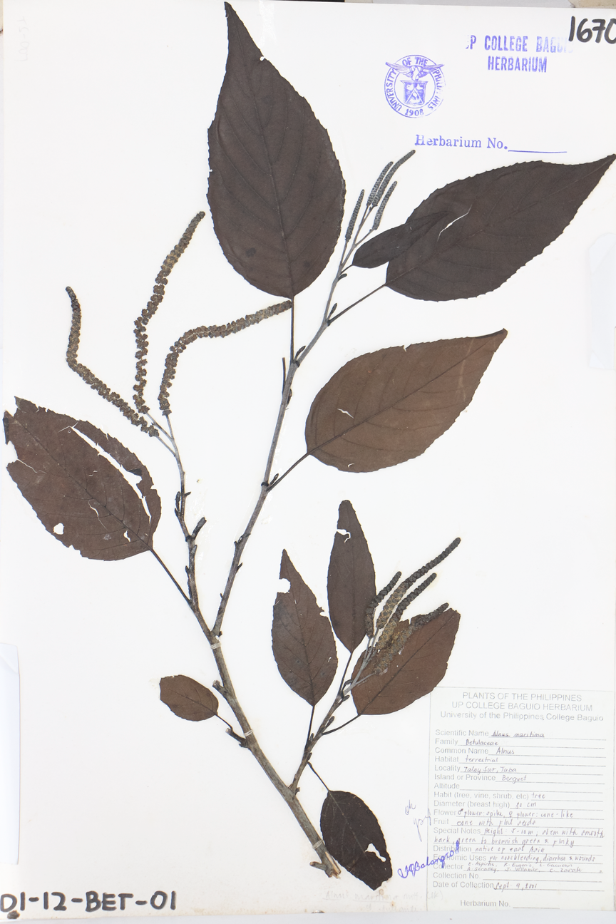 Image of Betulaceae Alnus maritima