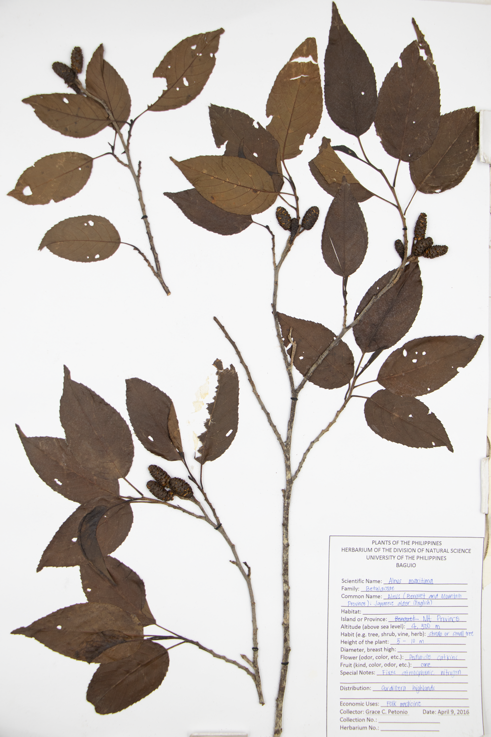 Image of Betulaceae Alnus maritima