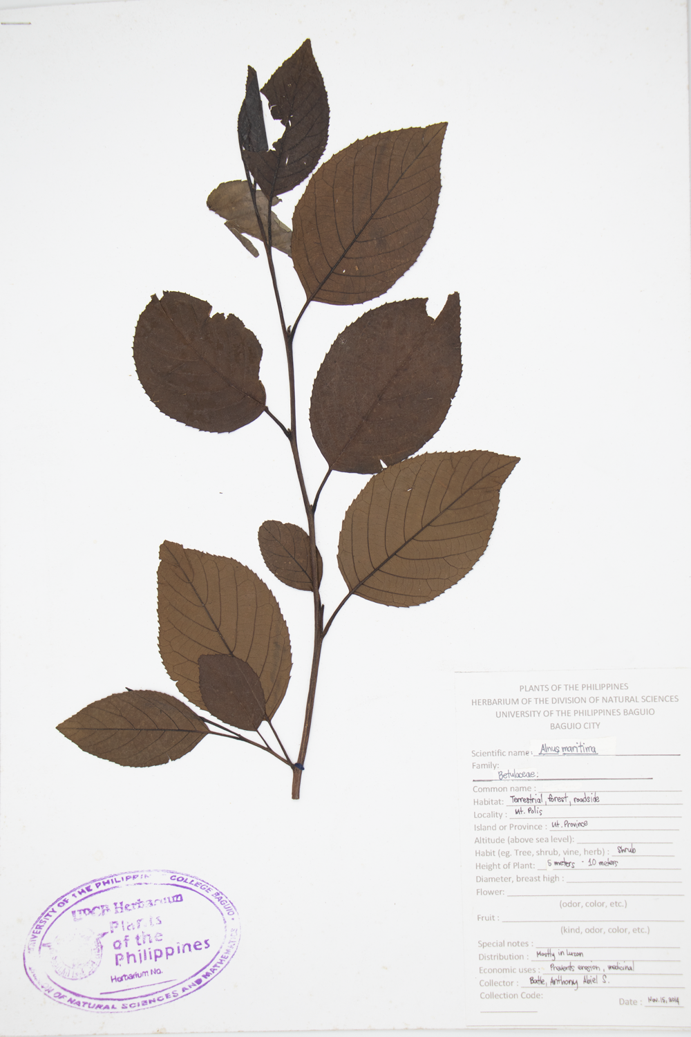 Image of Betulaceae Alnus maritima