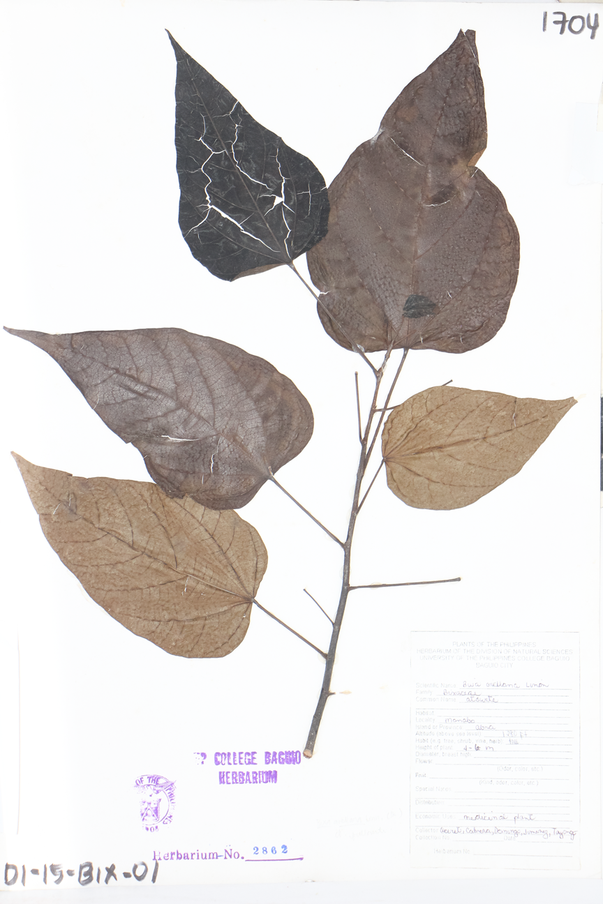 Image of Bixaceae Bixa orellana