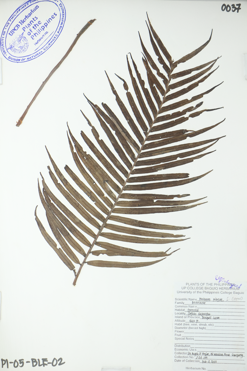 Image of Blechnaceae Blechnum orientale