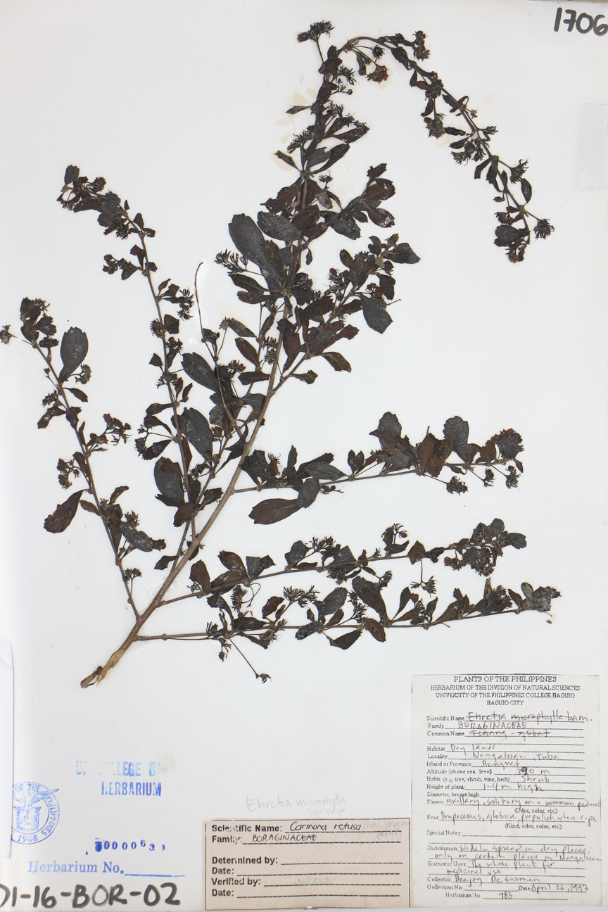 Image of Boraginaceae Ehretia microphylla