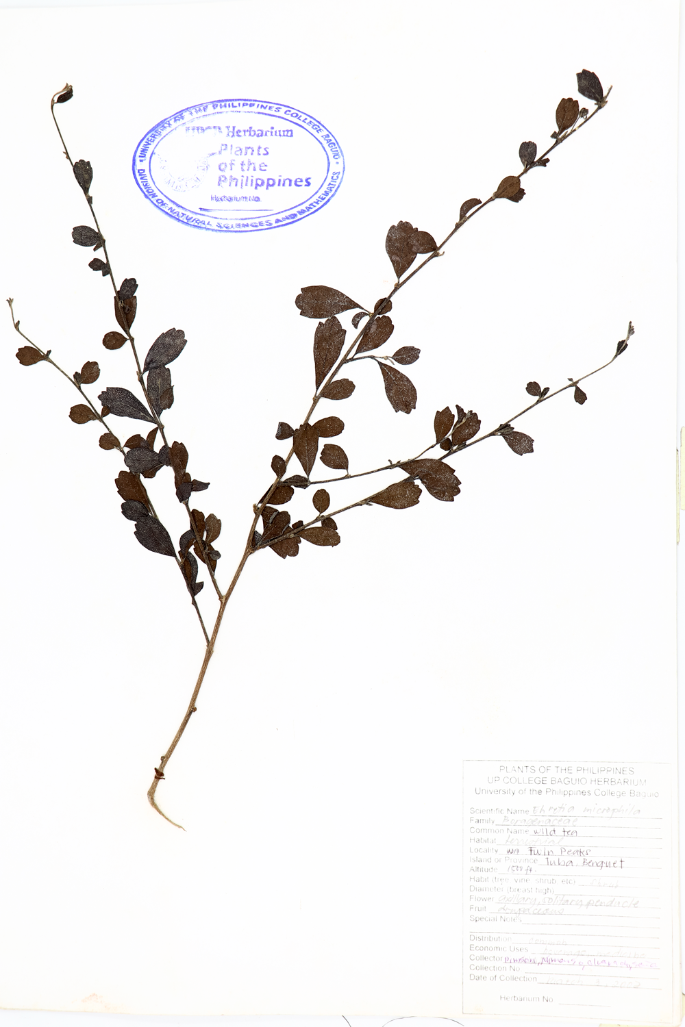 Image of Boraginaceae Ehretia microphylla