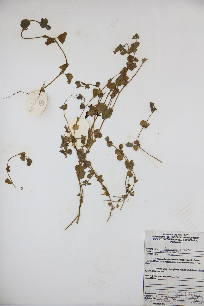 Image of Caryophyllaceae Drymaria cordata