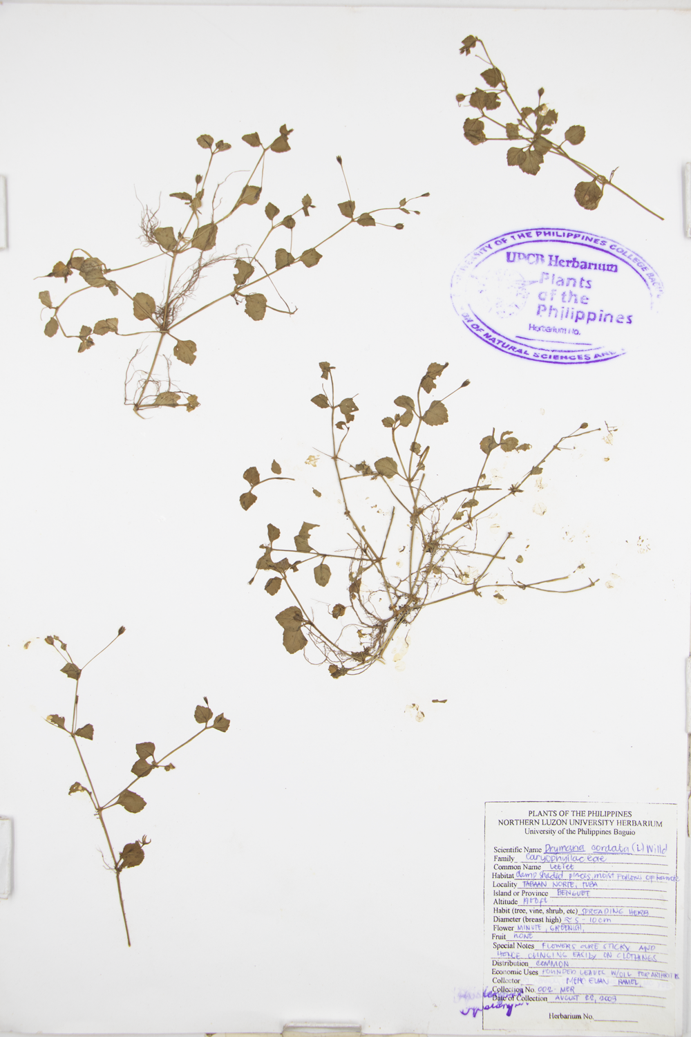 Image of Caryophyllaceae Drymaria cordata