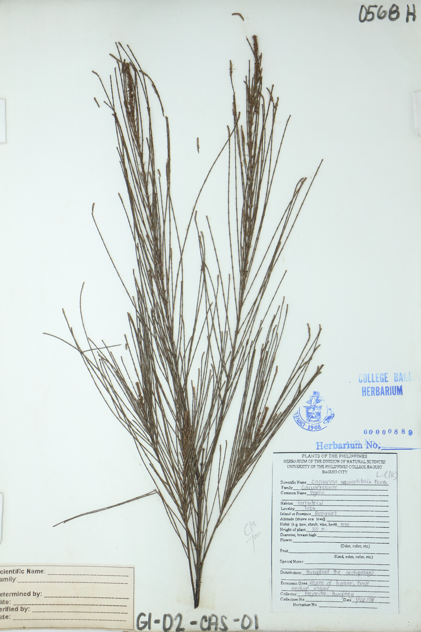 Image of Casuarinaceae Casuarina equisetifolia