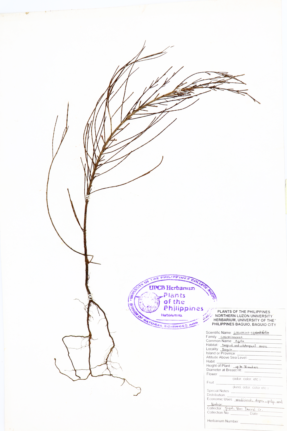 Image of Casuarinaceae Casuarina equisetifolia