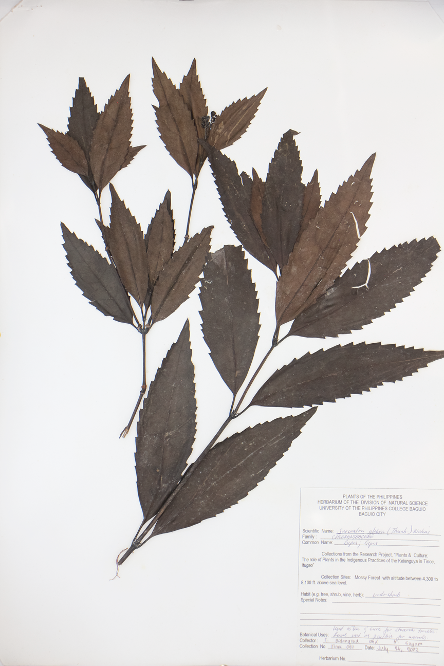 Image of Chloranthaceae Sarcandra glabra