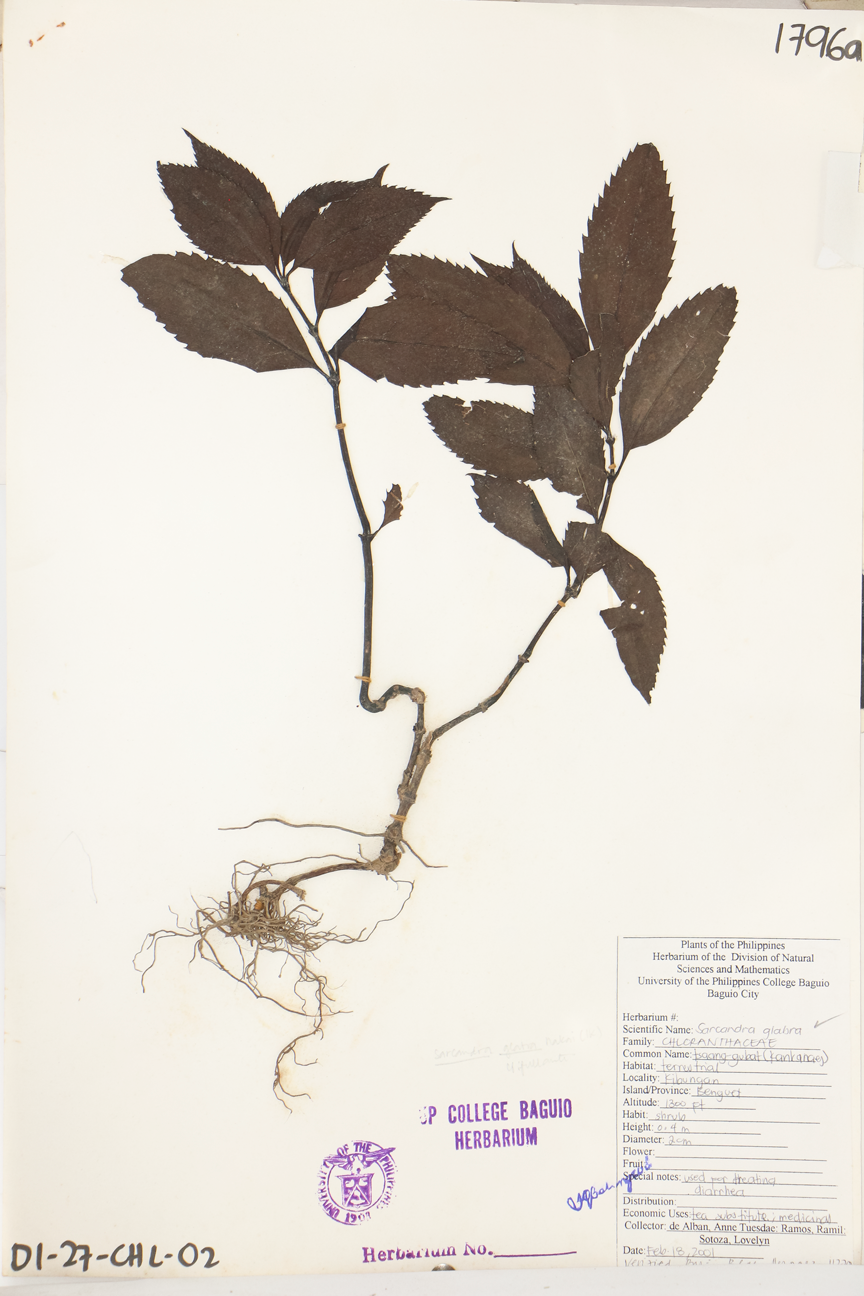 Image of Chloranthaceae Sarcandra glabra