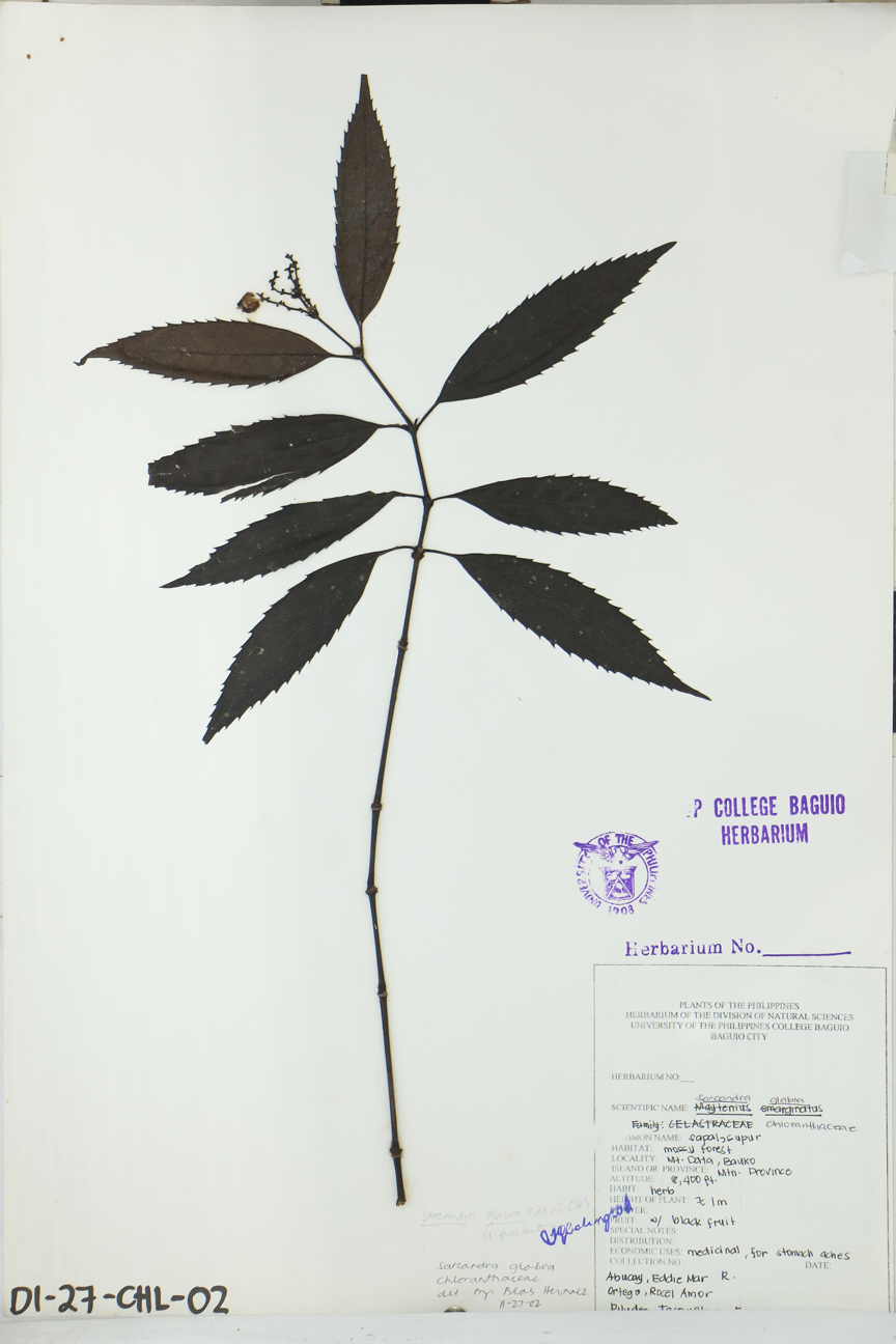 Image of Chloranthaceae Sarcandra glabra