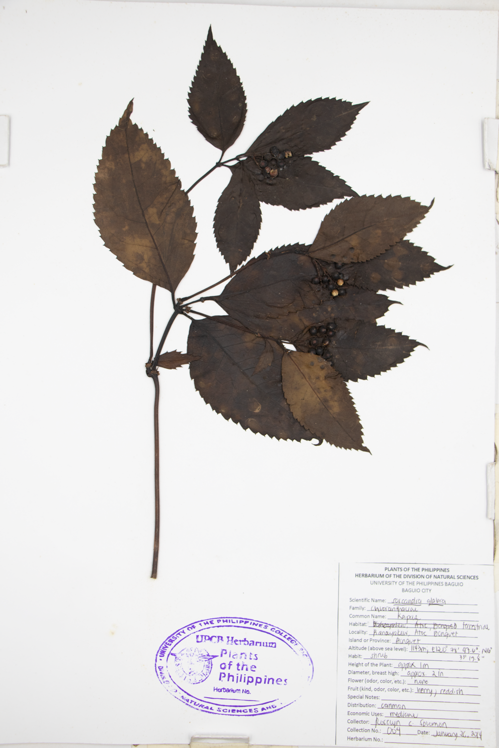 Image of Chloranthaceae Sarcandra glabra