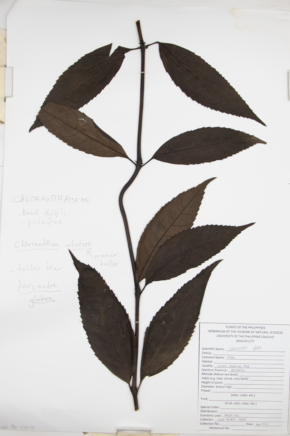 Image of Chloranthaceae Sarcandra glabra