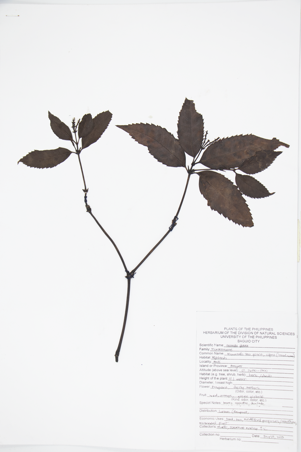 Image of Chloranthaceae Sarcandra glabra