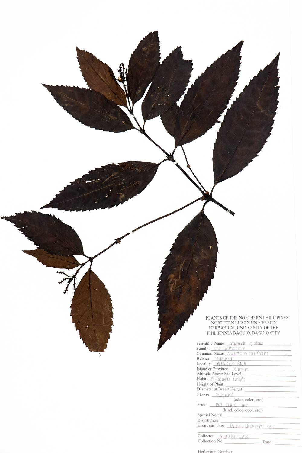 Image of Chloranthaceae Sarcandra glabra