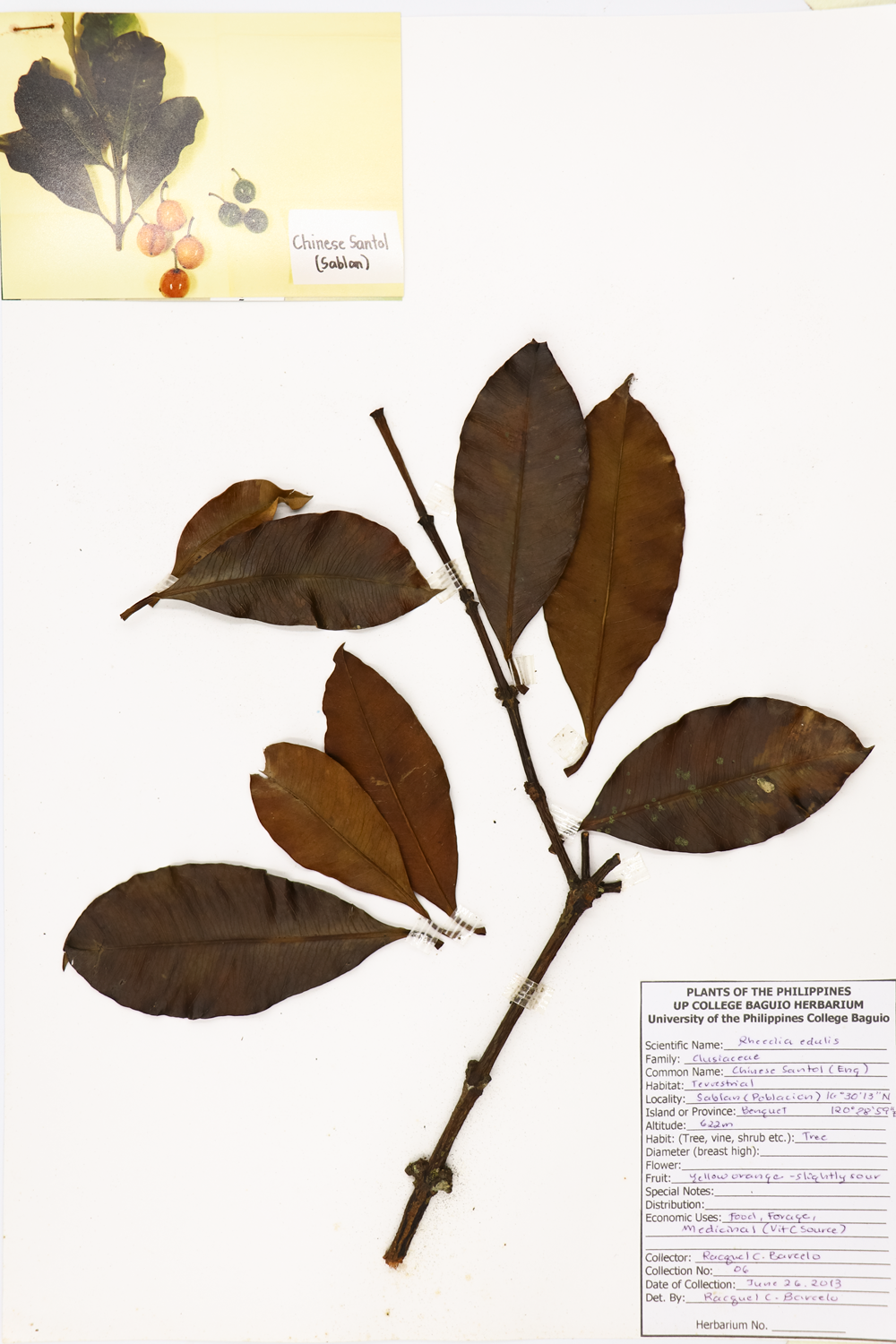 Image of Clusiaceae Garcinia intermedia