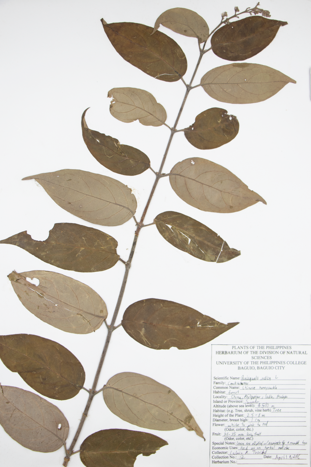 Image of Combretaceae Combretum indicum