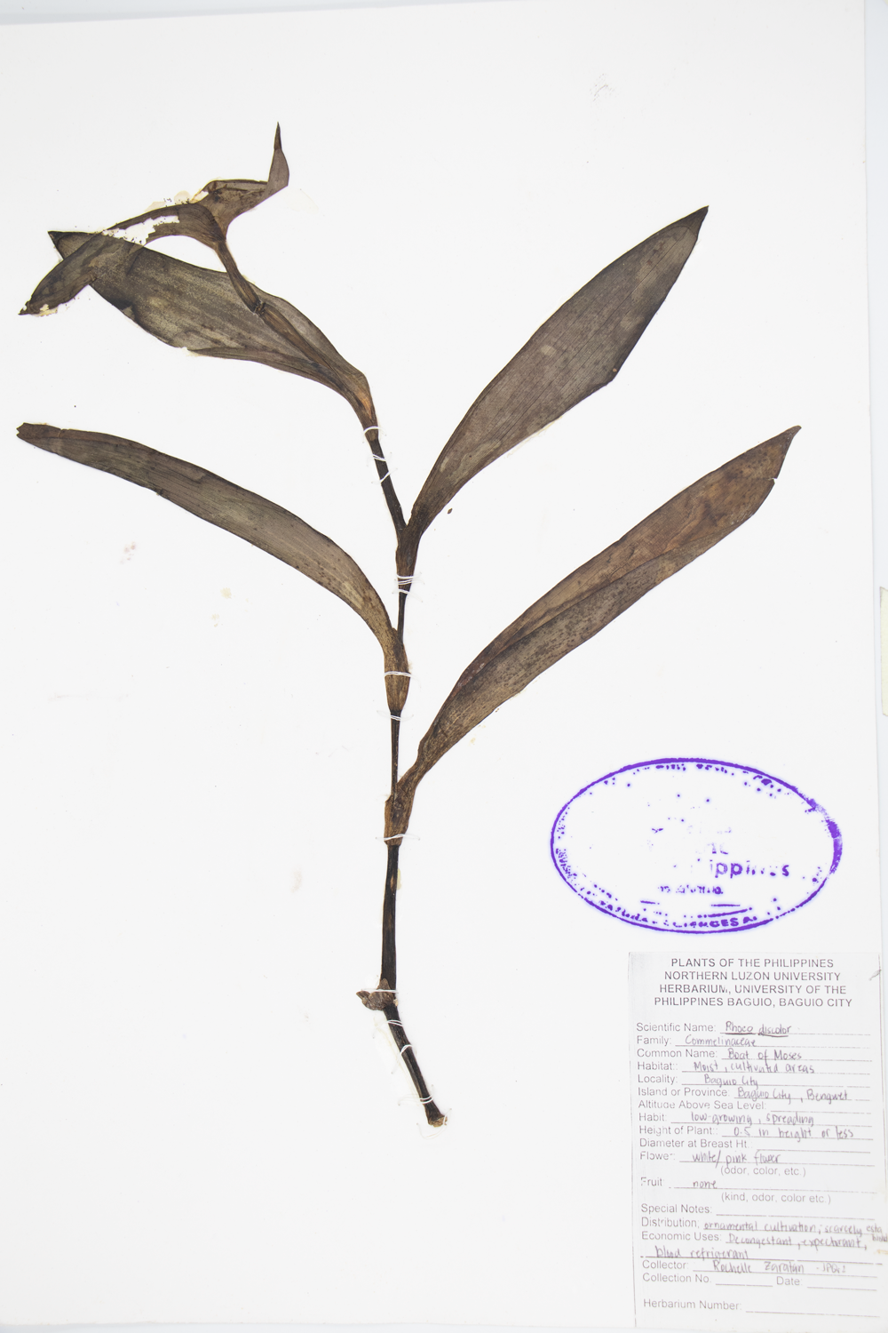 Image of Commelinaceae Tradescantia spathacea