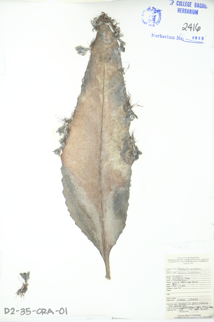 Image of Crassulaceae Kalanchoe pinnata