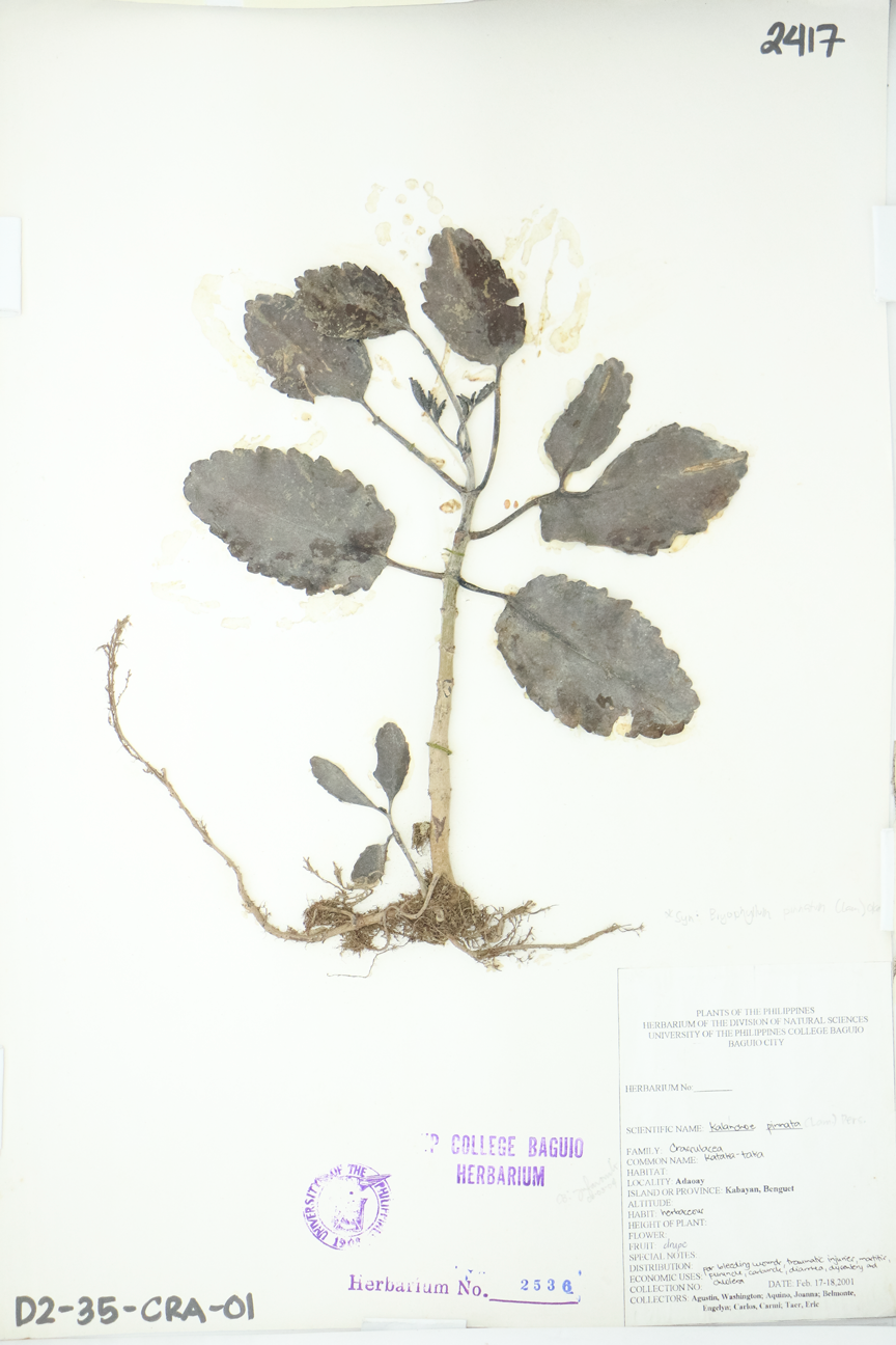 Image of Crassulaceae Kalanchoe pinnata