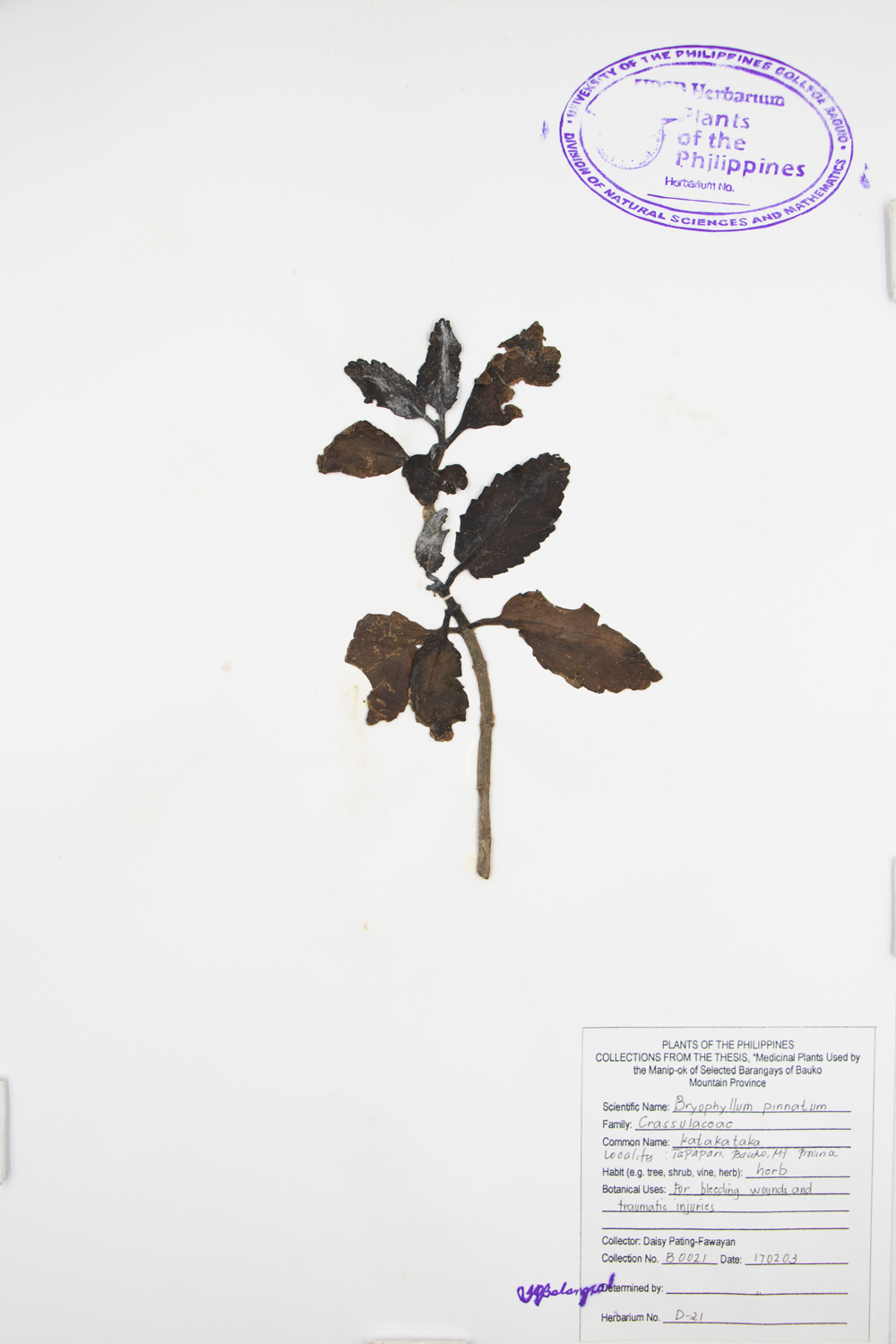 Image of Crassulaceae Kalanchoe pinnata