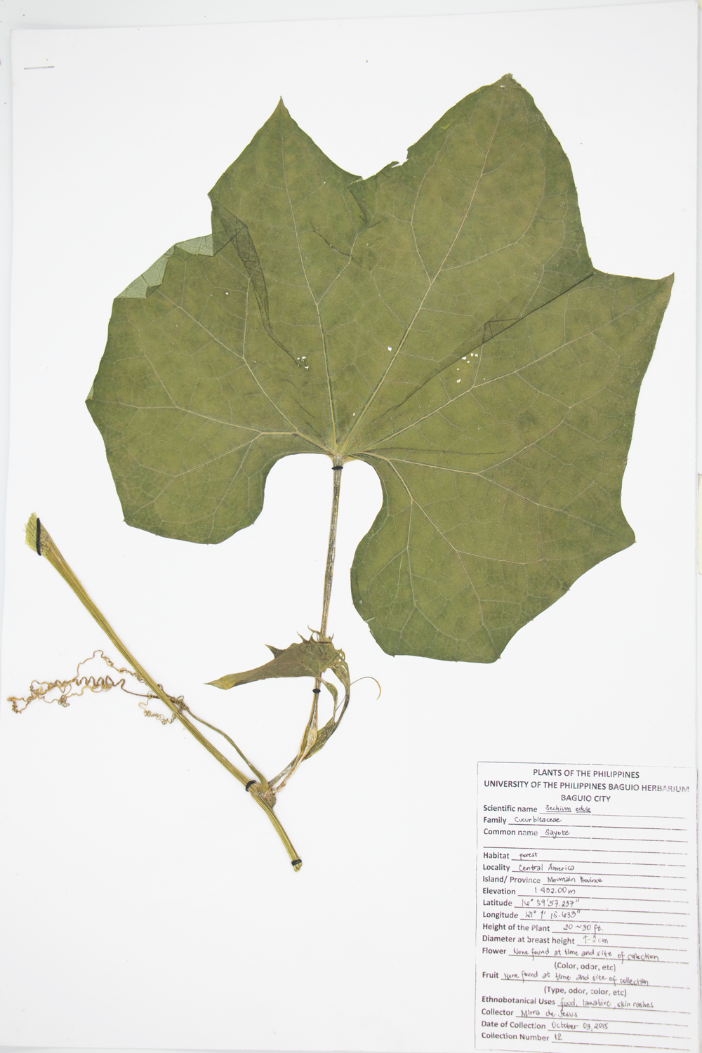 Image of Cucurbitaceae Sechium edule