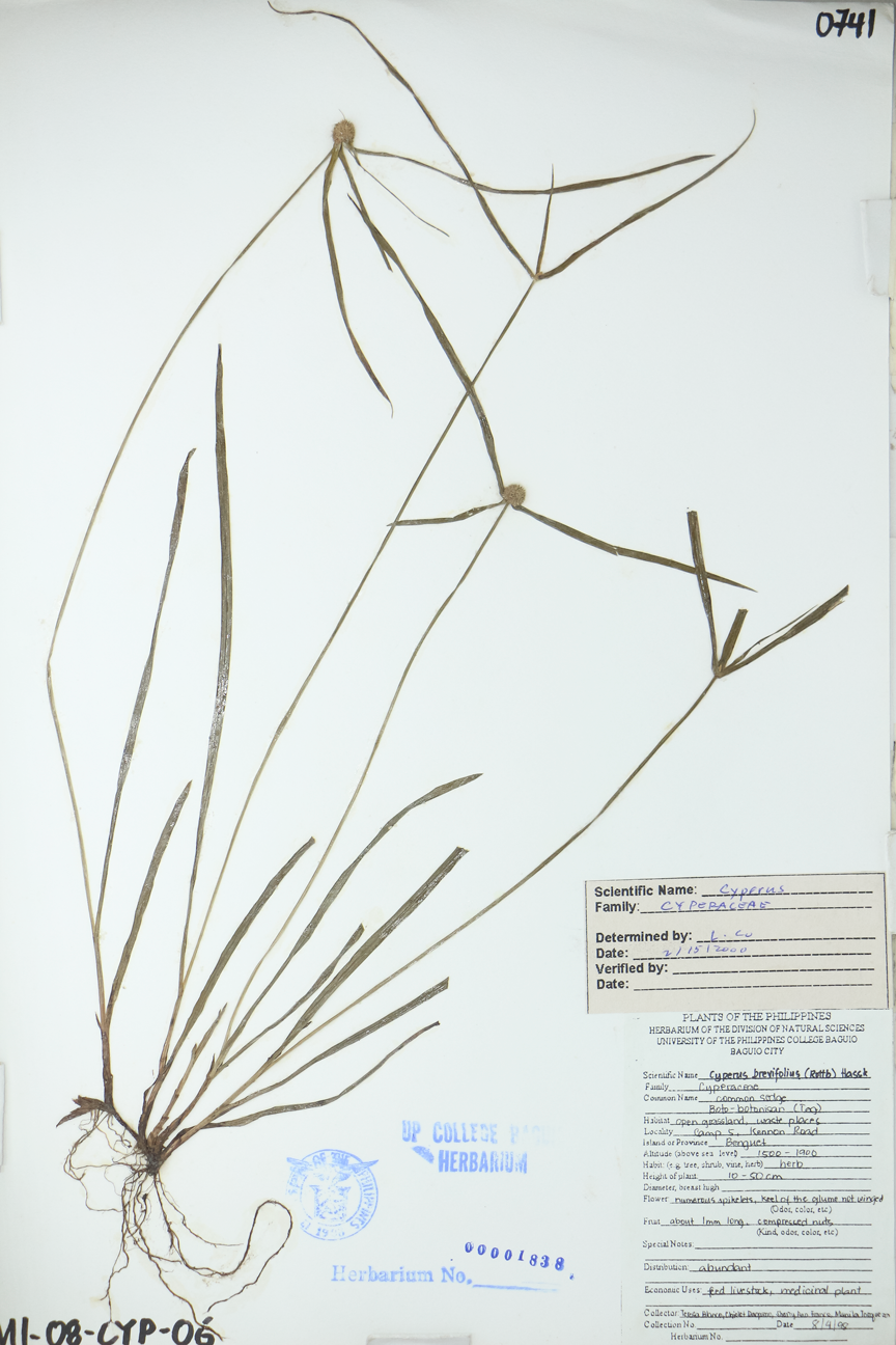 Image of Cyperaceae Cyperus brevifolius