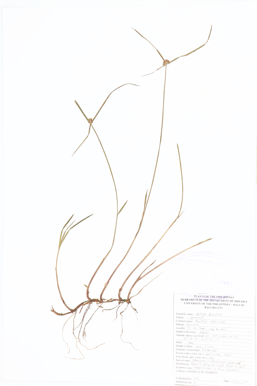 Image of Cyperaceae Cyperus brevifolius