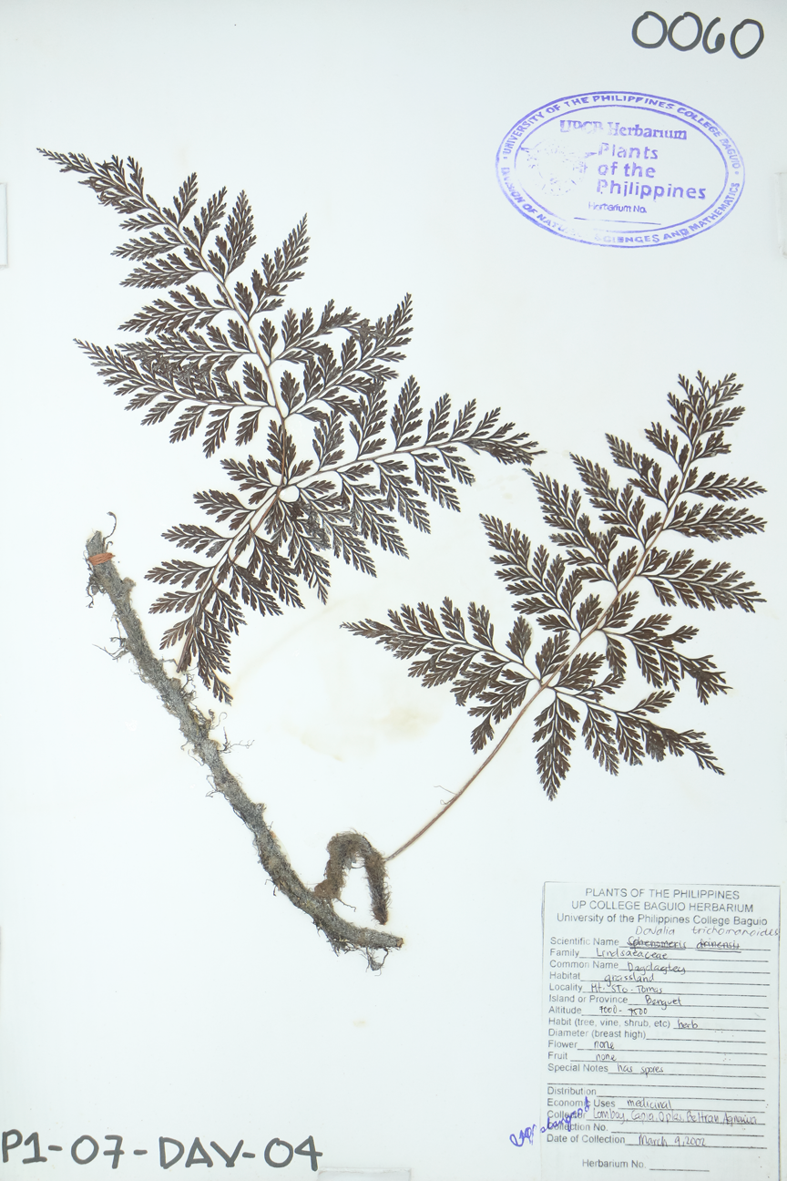 Image of Davalliaceae Davallia trichomanoides