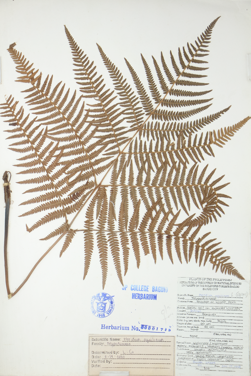 Image of Dennstaedtiaceae Pteridium aquilinum