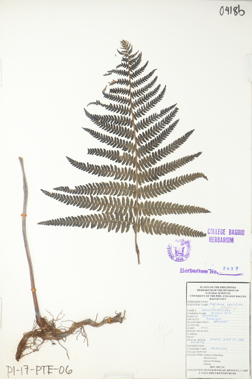 Image of Dennstaedtiaceae Pteridium aquilinum