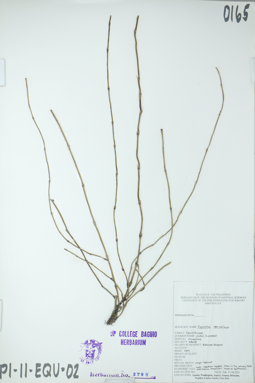 Image of Equisetaceae Equisetum ramosissimum