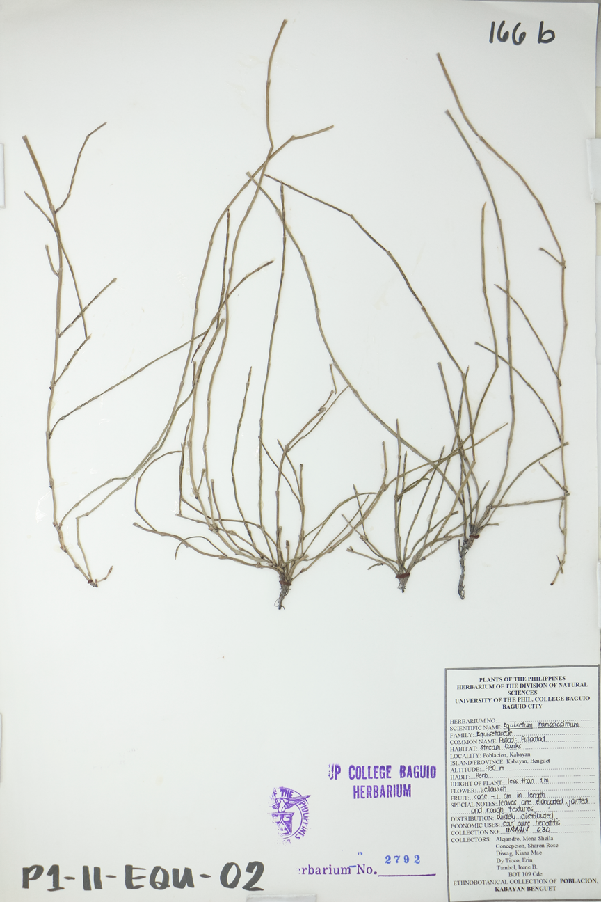 Image of Equisetaceae Equisetum ramosissimum