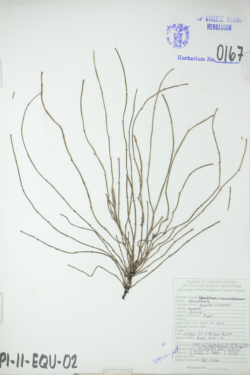 Image of Equisetaceae Equisetum ramosissimum