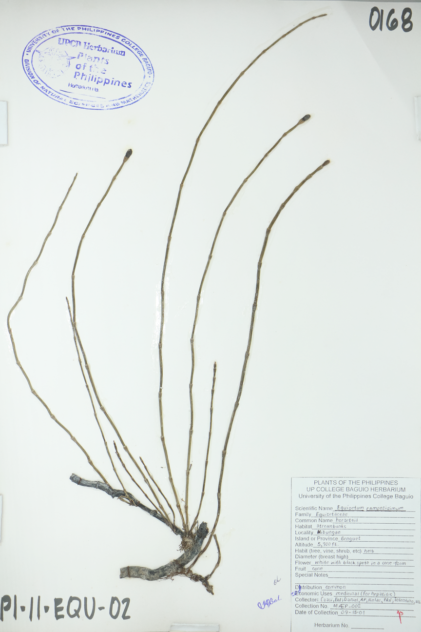 Image of Equisetaceae Equisetum ramosissimum