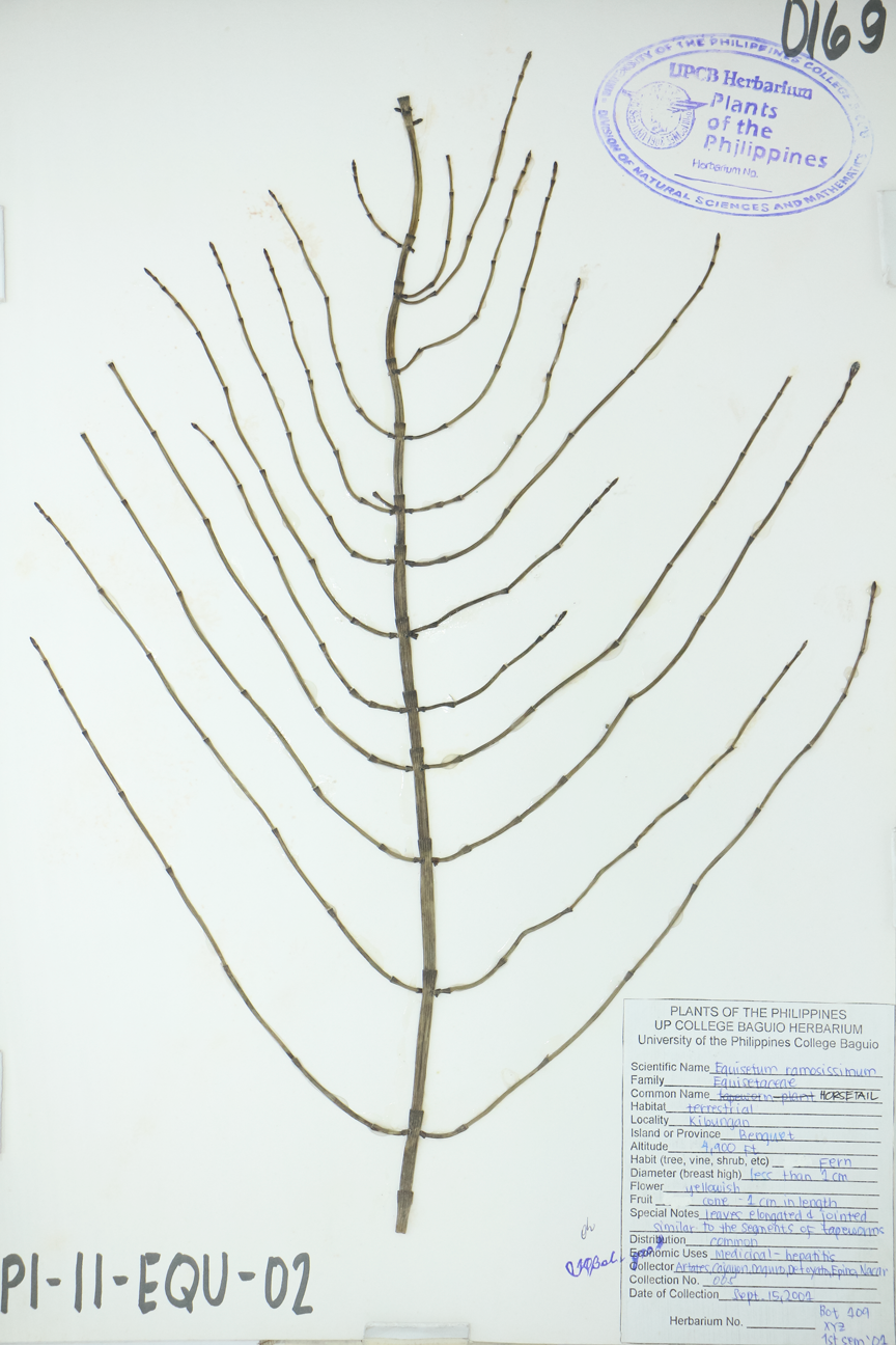 Image of Equisetaceae Equisetum ramosissimum