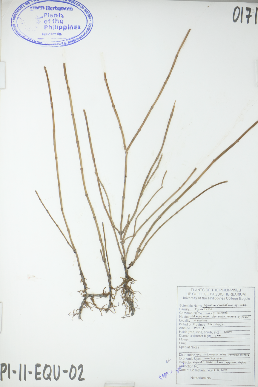 Image of Equisetaceae Equisetum ramosissimum subsp. debile