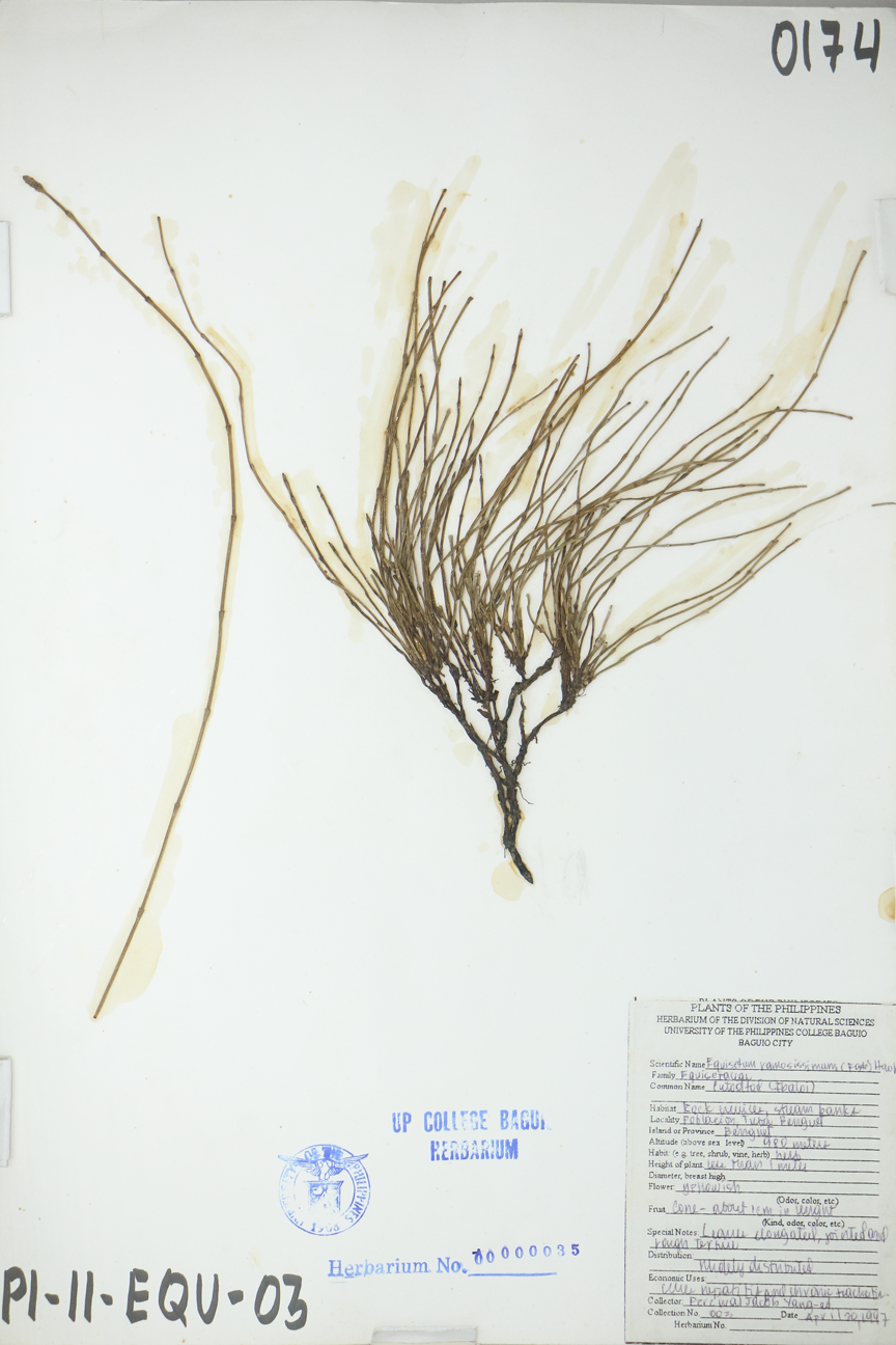 Image of Equisetaceae Equisetum ramosissimum subsp. debile